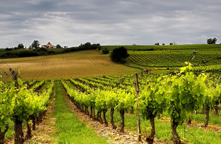 Vignes du Château Haut Mondain